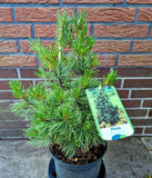 japanische Mädchenkiefer - Plantenwelt Wiesmoor