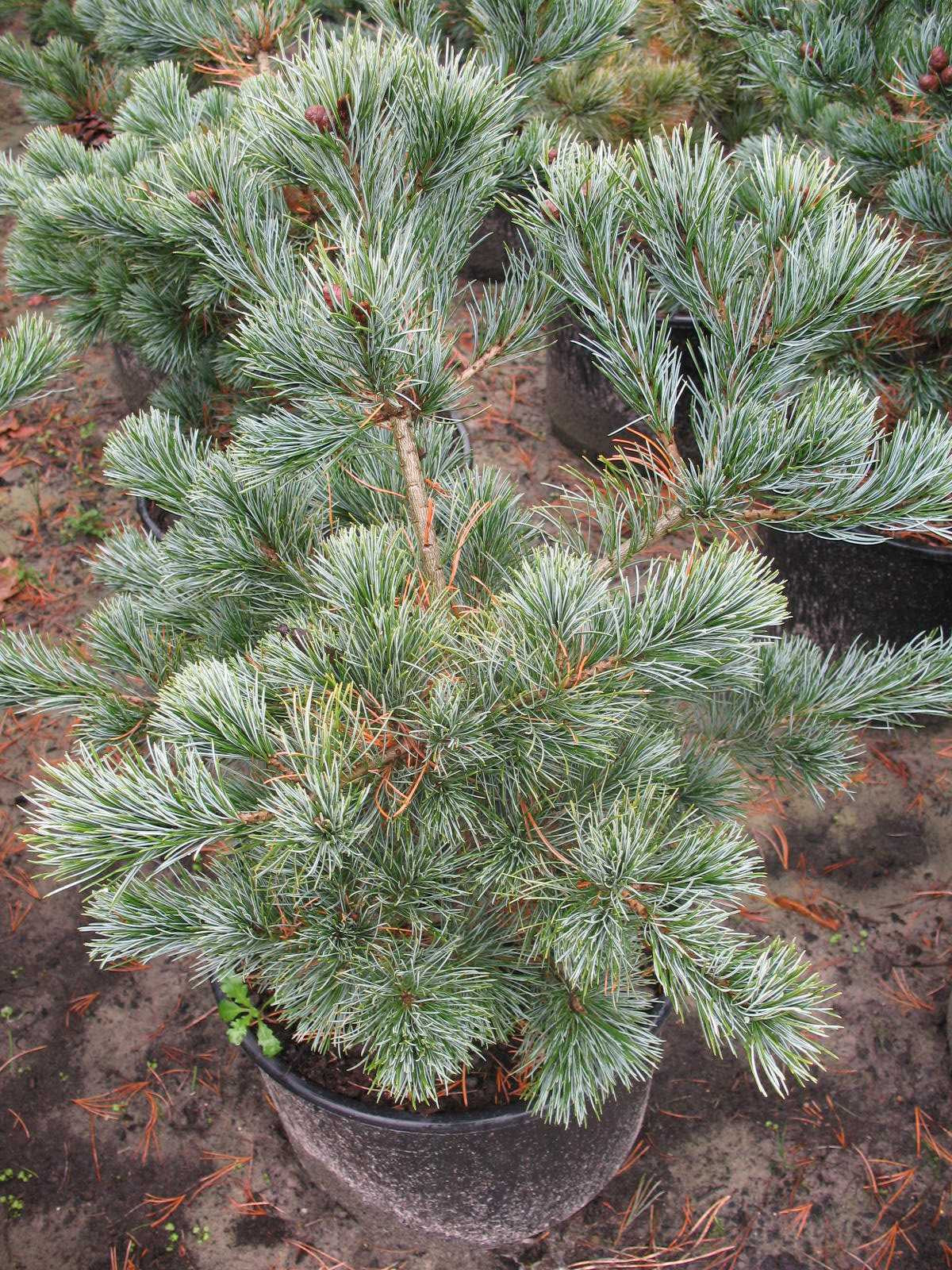 japanische Mädchenkiefer Negishi - kaufen & pflegen