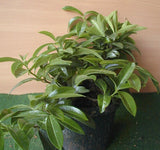 Kirschlorbeer Mount Vernon - Plantenwelt Wiesmoor