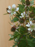 immergrüne dornlose Brombeere - Plantenwelt Wiesmoor