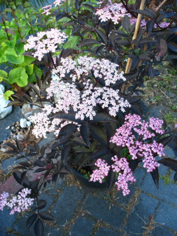 schwarzlaubiger Holunder Black Lace - kaufen & pflegen