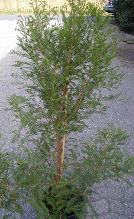 Sumpfzypresse Taxodium distichum - kaufen & pflegen