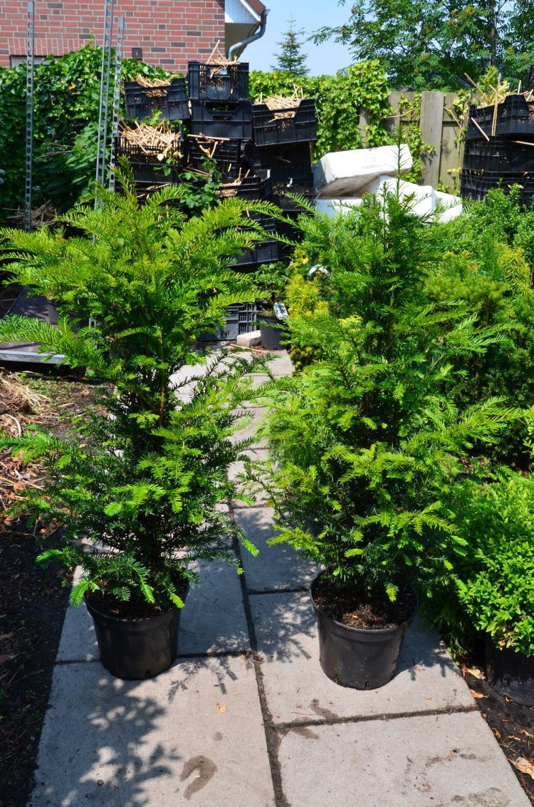 Heimische Eibe - kaufen & pflegen