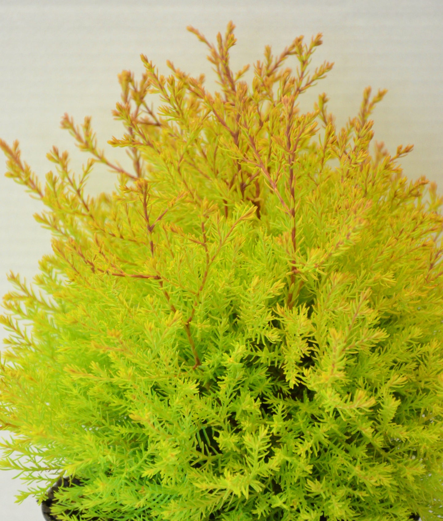 Abendländischer Lebensbaum Thuja occidentalis Fire Chief - kaufen & pflegen