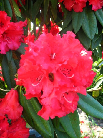 Alpenrose Wilgens Ruby - kaufen & pflegen