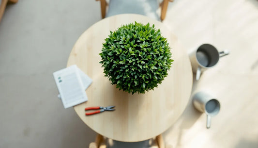 Wide overhead view of a potted topiary in spherical form with deep green foliage, placed on a light wooden garden table 