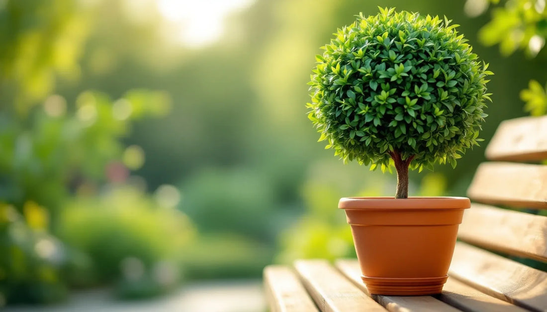 A neatly trimmed boxwood topiary in spherical form in a terracotta pot, positioned on a garden bench with soft morning l