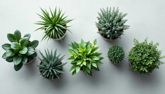 Overhead flat-lay composition of five potted evergreen shrubs arranged on light gray concrete surface, showing varied le