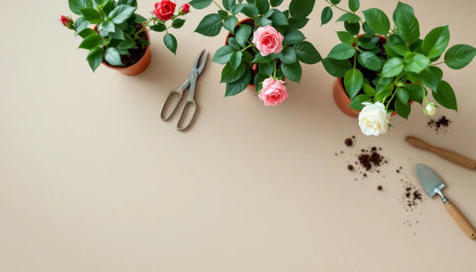 Overhead flat lay of three potted rose plants in various stages of bloom—red, pink, and white varieties—arranged on a ne