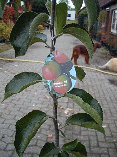 Obstgehölz