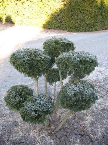 Formgehölz und Groß Bonsai