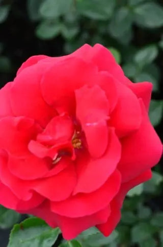 Kletterrose Musimara -R- – Blüte in Nahaufnahme