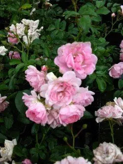 bodendeckende Rose The Fairy – blühende Pflanze