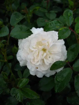 bodendeckende Rose Sea Foam weiß – Blüte in Nahaufnahme