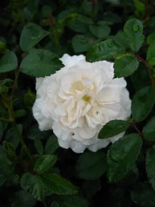 bodendeckende Rose Sea Foam weiß - Plantenwelt Wiesmoor