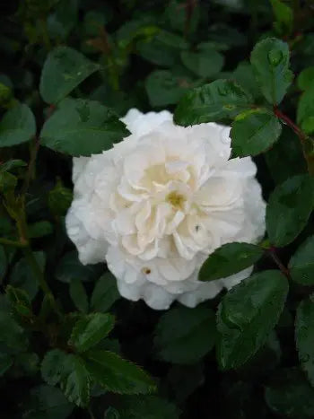 bodendeckende Rose Sea Foam weiß - Plantenwelt Wiesmoor