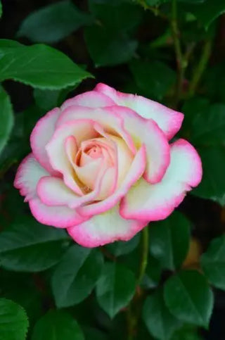 Kletterrose New Dawn – Blüte in Nahaufnahme