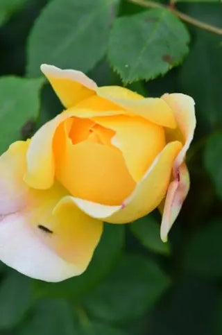 Kletterrose Golden Showers -R- – Blüte in Nahaufnahme