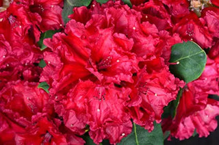 Alpenrose Red Jack – Blüte in Nahaufnahme