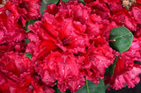 Alpenrose Red Jack - Plantenwelt Wiesmoor