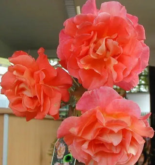 Strauchrose Westerland -R- – Blüte in Nahaufnahme