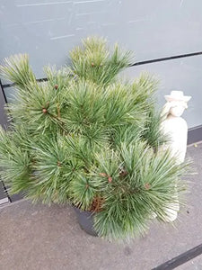 Streichelkiefer - Plantenwelt Wiesmoor