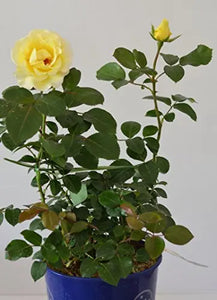 Edelrose Avec Amour® jetzt ca. 60 cm hoch im 4Liter Pflanzcontainer - Plantenwelt Wiesmoor