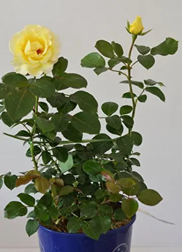 Edelrose Avec Amour® jetzt ca. 60 cm hoch im 4Liter Pflanzcontainer - Plantenwelt Wiesmoor