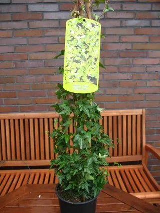grüner Efeu Shamrock – Jungpflanze am Rankgerüst