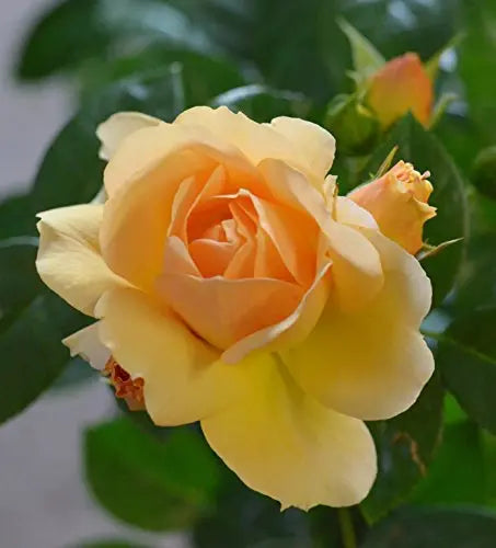 Beetrose Hansestadt Rostock® - kaufen & pflegen