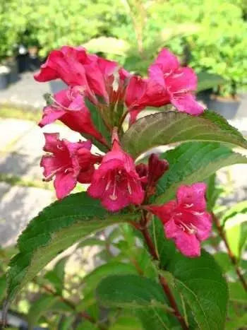 Weigelie Weigela Bristol Ruby - Plantenwelt Wiesmoor