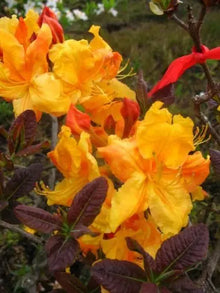 Garten Azalee Klondyke – Blüte in Nahaufnahme