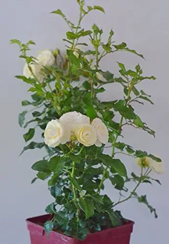 Strauchrose Artemis® jetzt ca. 60 cm - Plantenwelt Wiesmoor