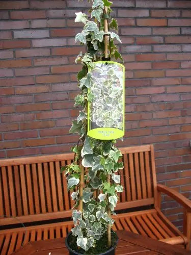 weißgrüner Efeu Eva - Plantenwelt Wiesmoor