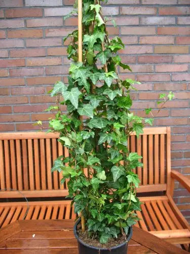 grüner Efeu Pittsburgh - Plantenwelt Wiesmoor