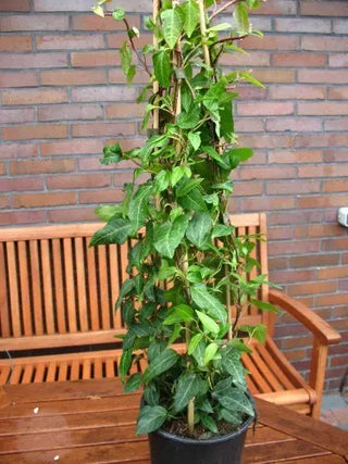 grüner Efeu Mein Herz – Jungpflanze am Rankgerüst