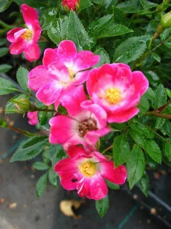 bodendeckende Rose Kobold - Plantenwelt Wiesmoor