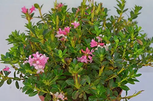 Almrausch Rhododendron hirsutum - Plantenwelt Wiesmoor