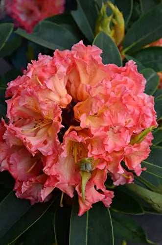 Alpenrose Sun Fire - Plantenwelt Wiesmoor