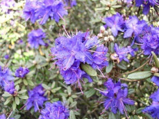 Zwerg Rhododendron russatum Azurika