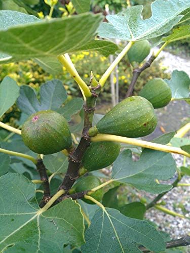 winterharte essbare Feige Brown Turkey - kaufen & pflegen