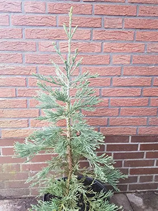 stahlblauer immergrüner Mammutbaum Sequoiadendron giganteum glaucum – Pflanze im Verkaufscontainer