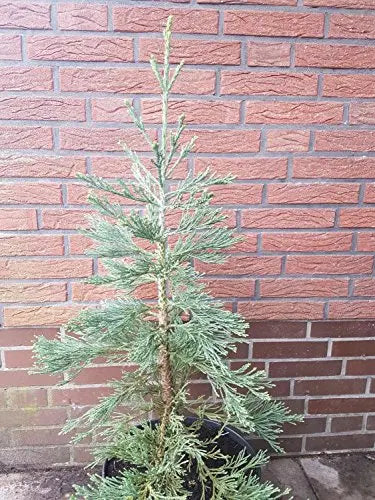 stahlblauer immergrüner Mammutbaum Sequoiadendron giganteum glaucum - Plantenwelt Wiesmoor