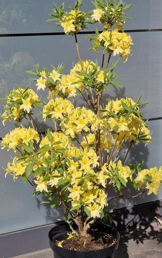 duftende Garten Azalee Sonnenköpfchen