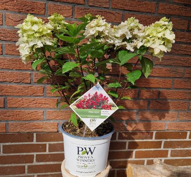Rispenhortensie Fire Light