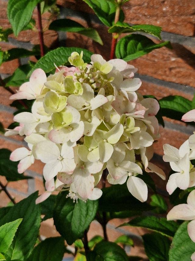 Rispenhortensie Fire Light