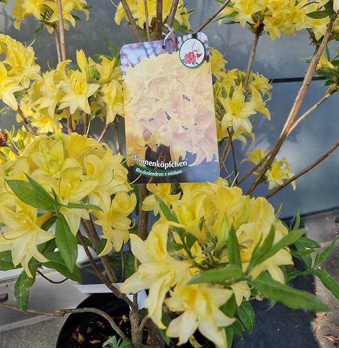 duftende Garten Azalee Sonnenköpfchen