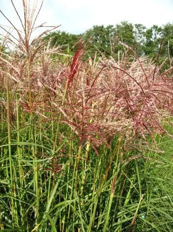 Chinagras Ferner Osten - kaufen & pflegen