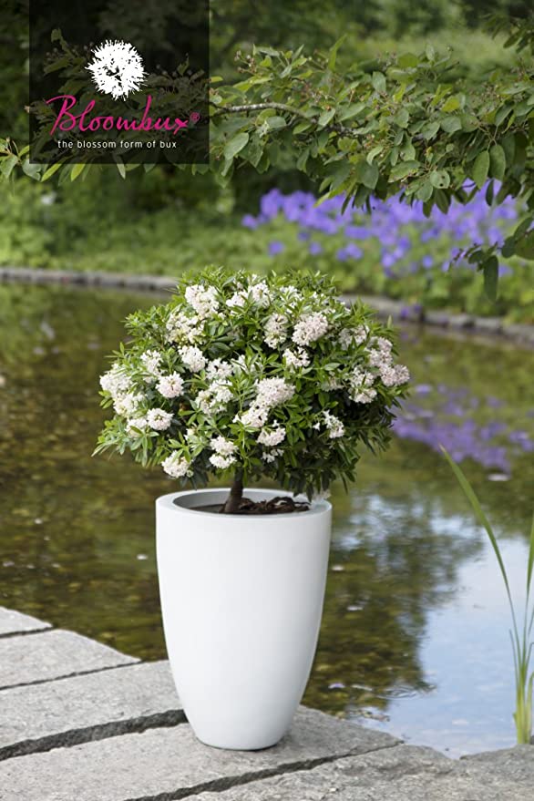 !!WELTNEUHEIT!! Bloombux® flower & form by INKARHO® - kaufen & pflegen