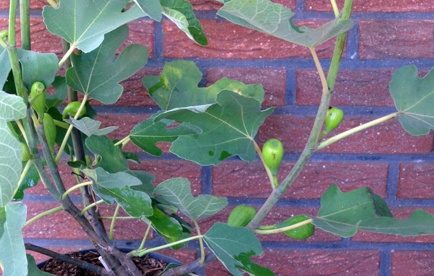 winterharte essbare Feige Brown Turkey - kaufen & pflegen